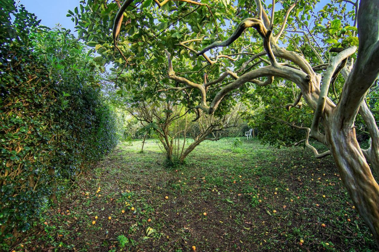 Casa Com Quinta Tradicional Villa Pico da Pedra Buitenkant foto